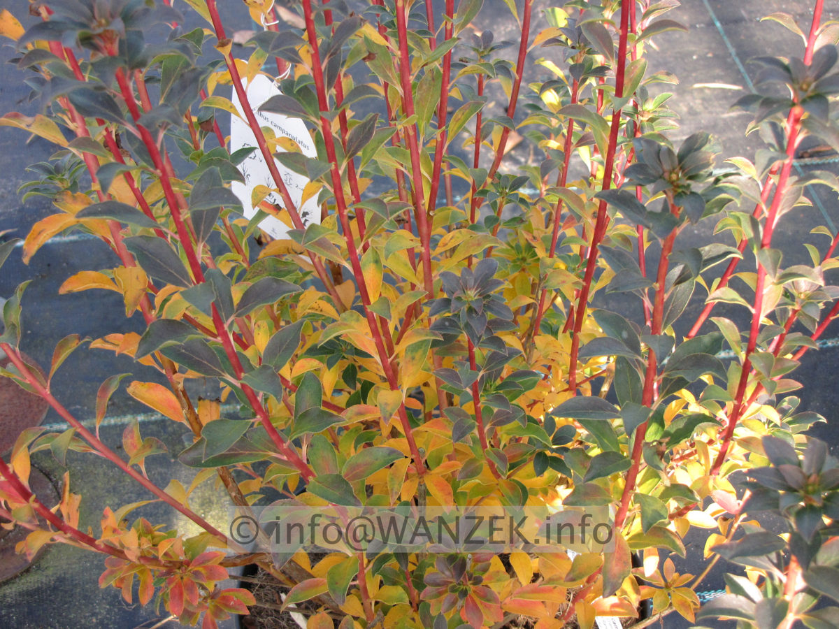 Enkianthus campanulatus - beginnende Herbstfaerbung.JPG
